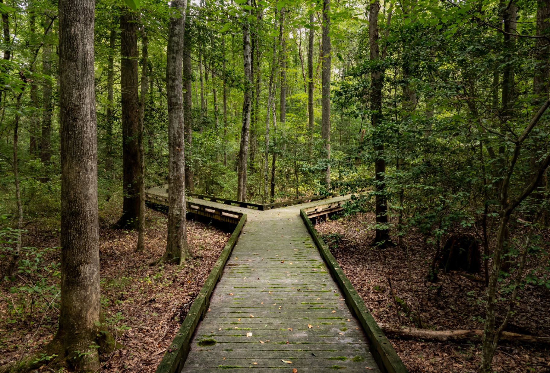 Wooden boardwalk forking through the forest