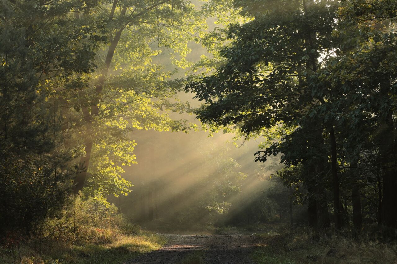 Sunlit green forest during an Anima Silvae forest bathing experience