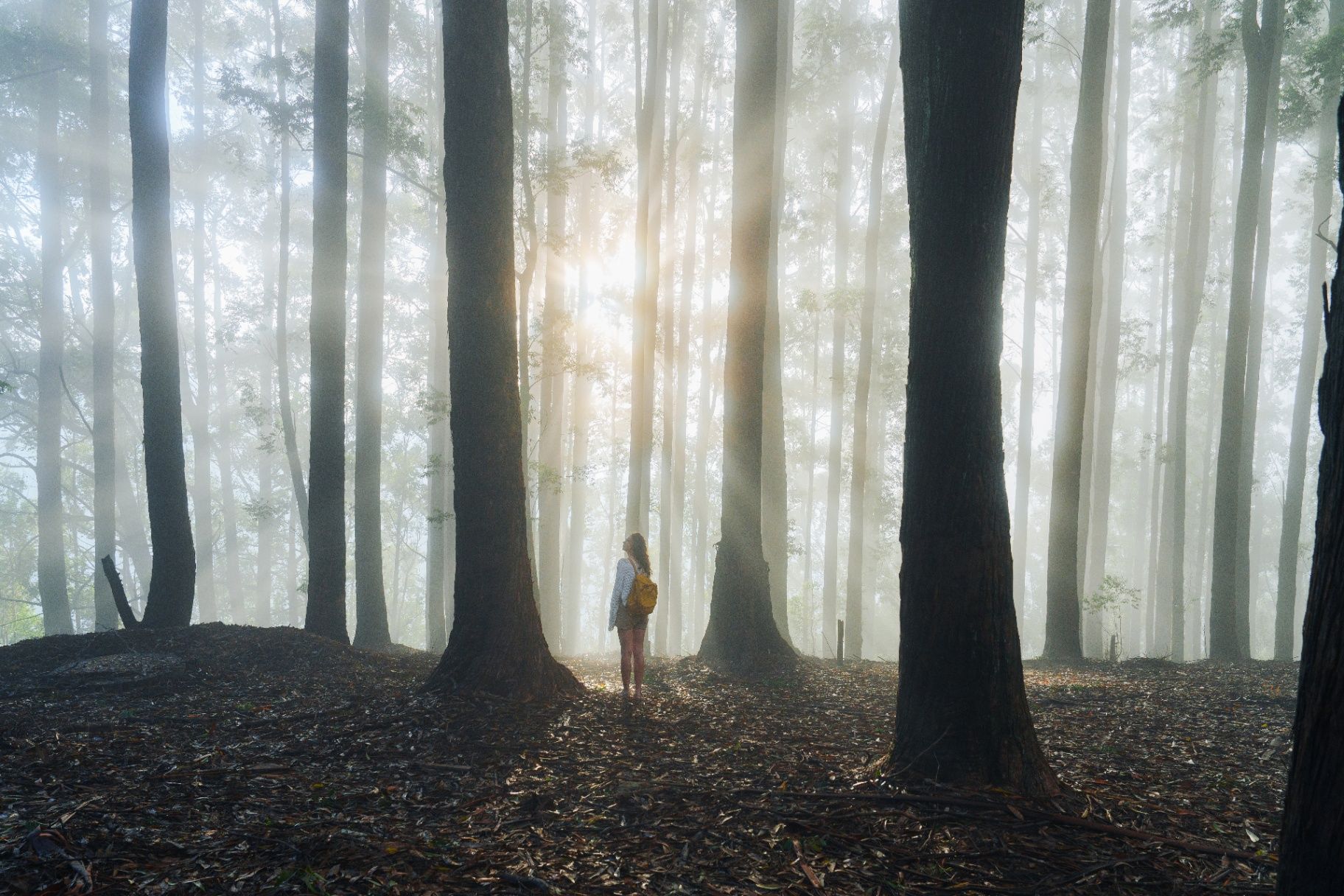 Forest Bathing experience